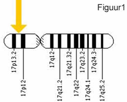 CTNS-gen-chromosom-17