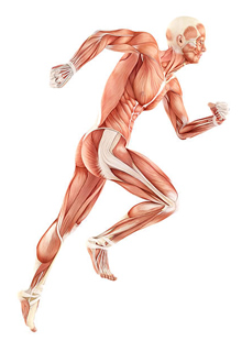 Spiermassa spieren kweken HIIT workout training